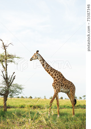 野生的長頸鹿（非洲野生動物園景觀） 73387346