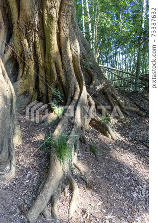 須田治的板根 73387632