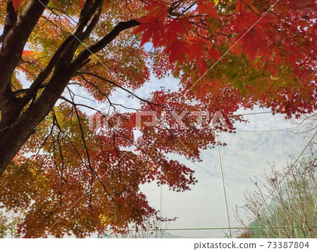 Maple tree Maple tree 73387804