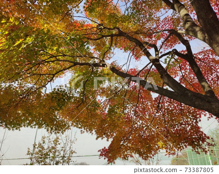 Maple tree Maple tree 73387805