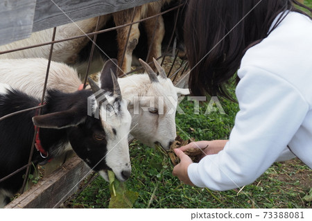 Feed the baby goat Feed the baby goat 73388081