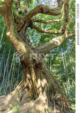 Castanopsis sieboldii 73388106