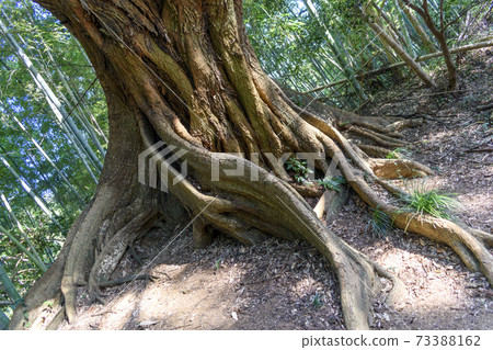 Castanopsis sieboldii Castanopsis sieboldii 73388162
