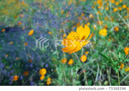 黃色的花波斯菊,藍色的花 黃色的花波斯菊,藍色的花 73388396