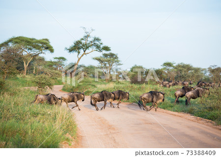 A large herd of wildebeests (African safari landscape) 73388409