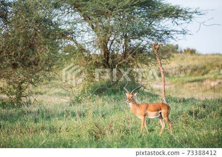 Wild Impala (African safari landscape) Wild Impala (African safari landscape) 73388412