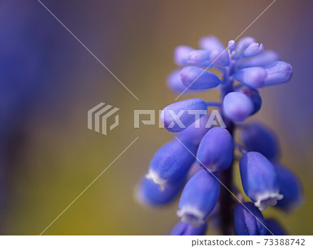 穆斯卡里花了 73388742