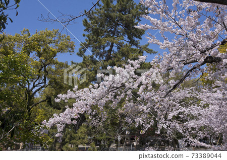 上池市的櫻花和松樹 73389044