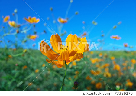 Blue sky and yellow cosmos herd 73389276