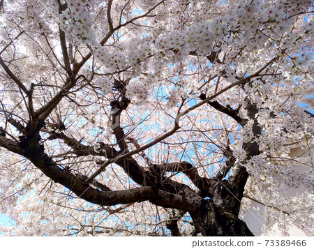 藍天和盛開的櫻花 73389466