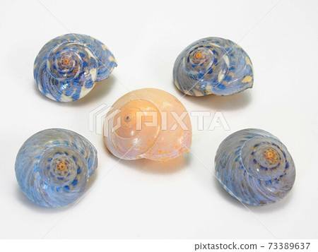 White background of Kisago shell White background of Kisago shell 73389637