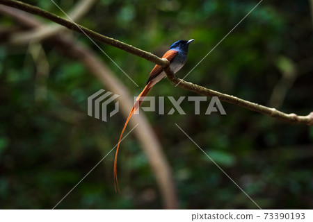 Asian Paradise Flycatcher ,Pair of birds Asian Paradise Flycatcher ,Pair of birds 73390193