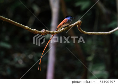 Asian Paradise Flycatcher ,Pair of birds Asian Paradise Flycatcher ,Pair of birds 73390197