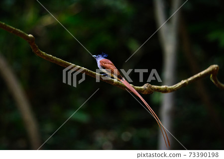 Asian Paradise Flycatcher ,Pair of birds Asian Paradise Flycatcher ,Pair of birds 73390198