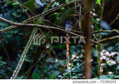 Asian Paradise Flycatcher ,Pair of birds Asian Paradise Flycatcher ,Pair of birds 73390203