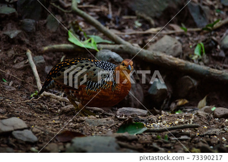 Ferruginous Partridge searching for food on the ground in the jungle 73390217