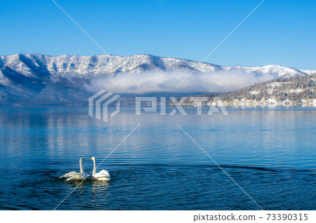 Whooper swan in the early morning Whooper swan in the early morning 73390315
