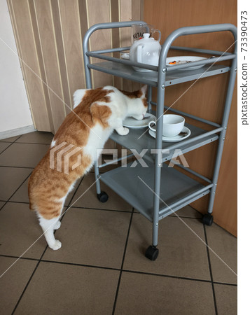 Cat cafe in Wroclaw, Poland. Red and white cat eats up the rest of the cake under the table for dirty dishes 73390473