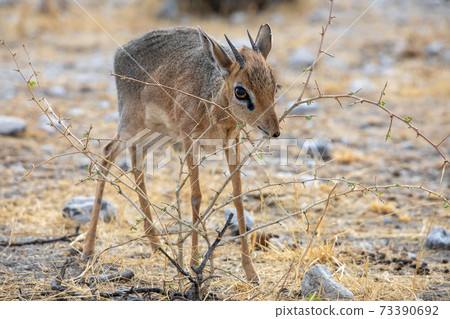 Dik-Dik at Etosha National Park, Namibia 73390692