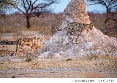 Cheetah at Etosha National Park, Namibia Cheetah at Etosha National Park, Namibia 73390738