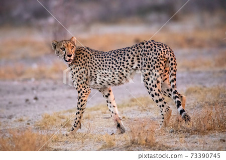 Cheetah at Etosha National Park, Namibia 73390745