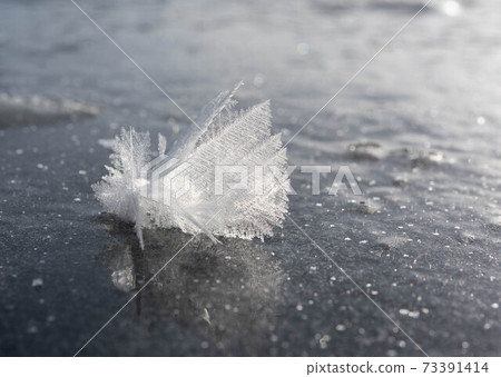 阿寒湖的霜花（霜花） 73391414