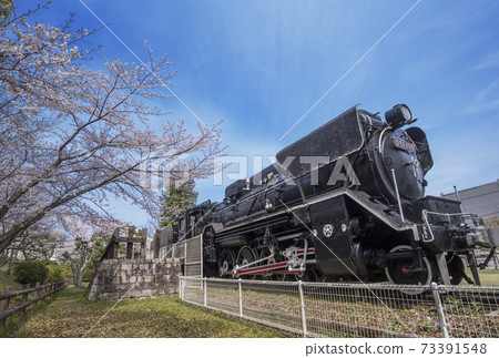 Locomotive and Sakura Spring Tsukairaku Park Mie Prefecture Sightseeing Spot Mie Prefecture Cherry Blossom Viewing Spot 73391548