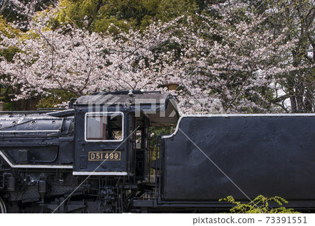 Locomotive and Sakura Spring Tsukairaku Park Mie Prefecture Sightseeing Spot Mie Prefecture Cherry Blossom Viewing Spot 73391551