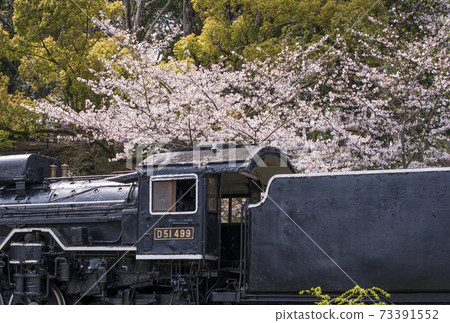Locomotive and Sakura Spring Tsukairaku Park Mie Prefecture Sightseeing Spot Mie Prefecture Cherry Blossom Viewing Spot 73391552