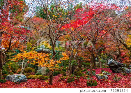 圓古寺，京都的一座古老寺廟，在紅葉中閃耀 73391854