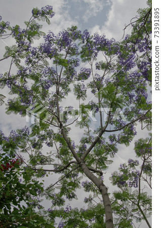 藍花gar樹有藍紫色的花。 73391895