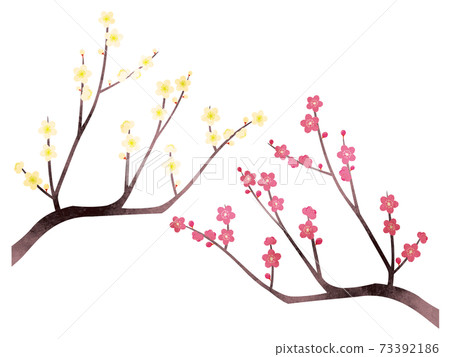 Watercolor style white plum and red plum set 73392186