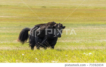 Yak Steppes Mongolia 73392834