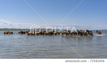 Horses Termen Lake Mongolia Cooling Horses Termen Lake Mongolia Cooling 73392956