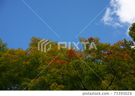 京都四泉堂秋葉 京都四泉堂秋葉 73393028