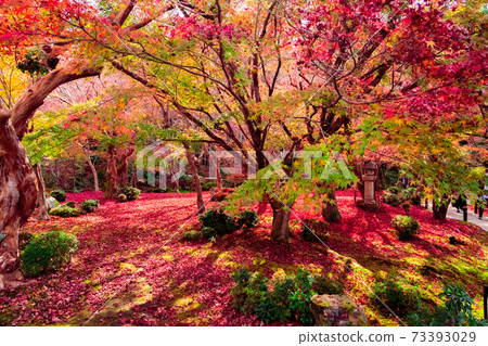 圓古寺,京都的一座古老寺廟,在紅葉中閃耀 圓古寺,京都的一座古老寺廟,在紅葉中閃耀 73393029