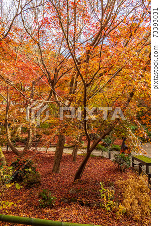 圓古寺，京都的一座古老寺廟，在紅葉中閃耀 73393031