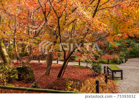 圓古寺,京都的一座古老寺廟,在紅葉中閃耀 圓古寺,京都的一座古老寺廟,在紅葉中閃耀 73393032