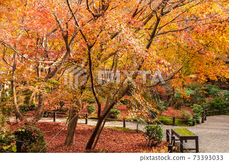 圓古寺,京都的一座古老寺廟,在紅葉中閃耀 圓古寺,京都的一座古老寺廟,在紅葉中閃耀 73393033
