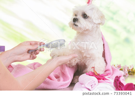 Little maltese dog at spa Little maltese dog at spa 73393041