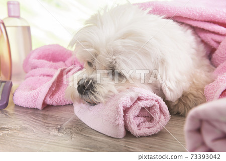 Little maltese dog at spa Little maltese dog at spa 73393042