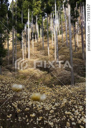Mitsumata colony that shines golden 4 Ayabe City, Kyoto Prefecture Mitsumata colony that shines golden 4 Ayabe City, Kyoto Prefecture 73393167