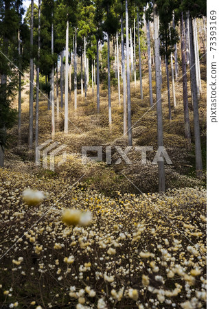 Mitsumata colony that shines golden, Ayabe, Kyoto Prefecture 6 Mitsumata colony that shines golden, Ayabe, Kyoto Prefecture 6 73393169