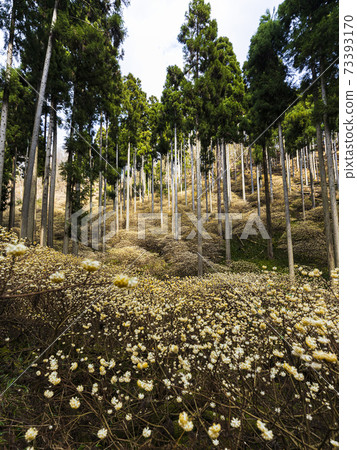 Golden Mitsumata colony 7 Ayabe, Kyoto Prefecture Golden Mitsumata colony 7 Ayabe, Kyoto Prefecture 73393170