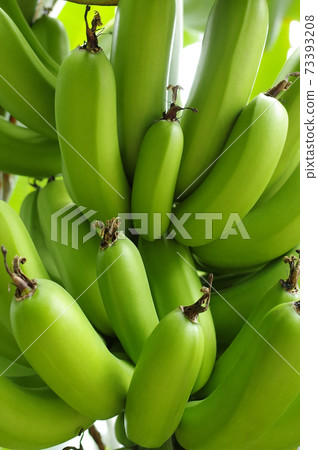 Green banana Green banana 73393208