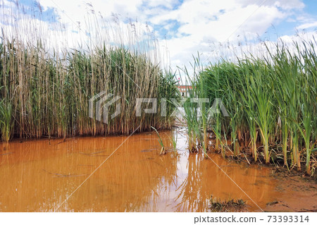 Muddy dirty polluted water of city river in Russia Muddy dirty polluted water of city river in Russia 73393314