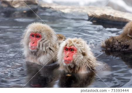 Nagano Prefecture Jigokudani Yaen-Koen Hot Spring Monkey Nagano Prefecture Jigokudani Yaen-Koen Hot Spring Monkey 73393444