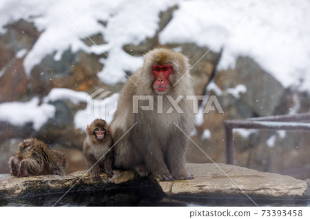 Nagano Prefecture Jigokudani Yaen-Koen Hot Spring Monkey 73393458