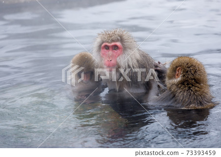 Nagano Prefecture Jigokudani Yaen-Koen Hot Spring Monkey 73393459