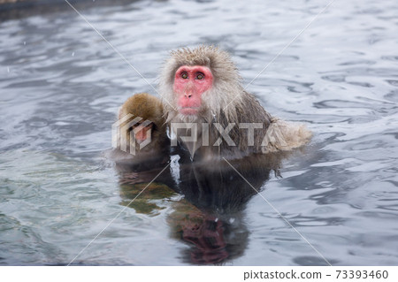Nagano Prefecture Jigokudani Yaen-Koen Hot Spring Monkey 73393460